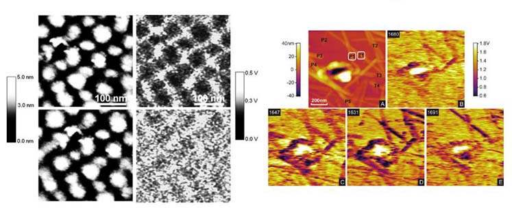 Nanoscale Infrared Spectroscopy – The Walker Lab